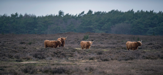 Group of highland cattle in heather landscape in winter.