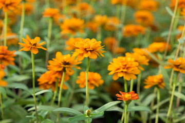 Lots of beautiful marigold flowers in the garden