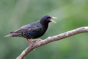Starling is singing