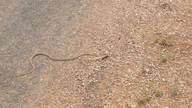 wild nature, the snake tries to escape with a large prey