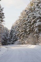 Winter road in Siberia through pine forest