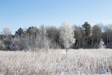 Winter forest in sunny day in Siberia