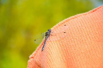 Dragonfly on the shoulder of a man