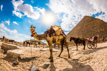 Naklejka premium Tethered camel in front of the pyramid of Cheops in Egypt, horses and carriages in the background