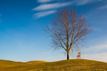 Fototapeta premium Lonely tree and old wooden chair in autumn