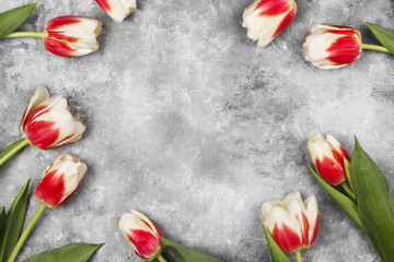 Bouquet of white pink tulips on a gray background. Top view, copy space