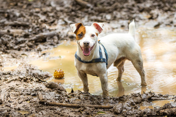 Mutt in a mud puddle.