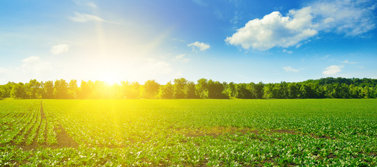 Picturesque green beet field and sun on blue sky. Wide photo.