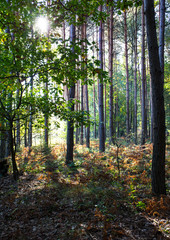 Forest in the  sunny summer day.