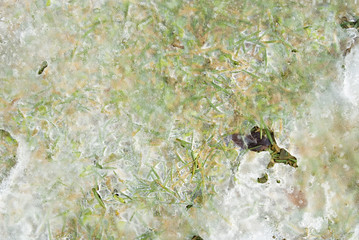 冬　氷　草　素材