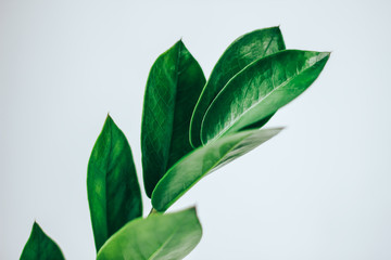 Obraz premium Zamioculcas zamiifolia leaves, Green leaves pattern