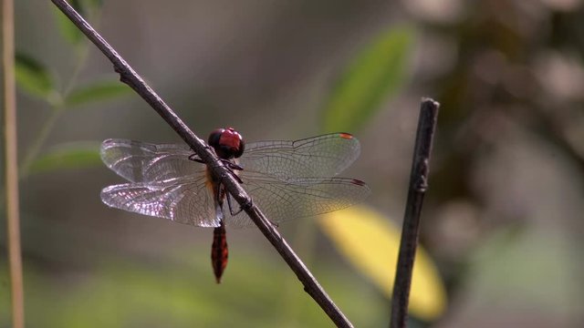 Red dragonfly spread its wings and basks in the sun