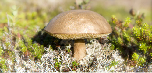 Pilz