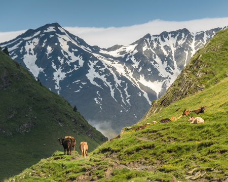 Cows grazing at the hot summer day in Caucassus mountains at Tusheti (Georgia). A lot of green grass on the foreground and high mountain ridge partially covered with snow on the background.