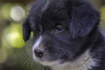 Puppy face Close up