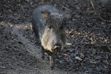 Walking Peccary, portrait of wild pig.