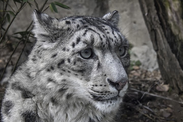 Portrait of Snow Leopard, Irbis.