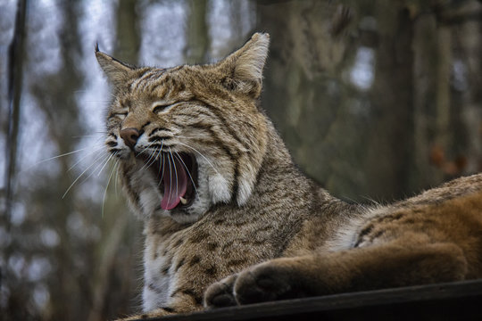 Yawning bobcat, lazy morning.