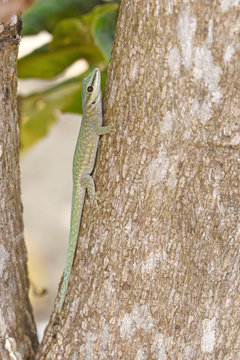 Seychellen-Taggecko (Phelsuma abbotti) Abbott's day gecko / Madagaskar 