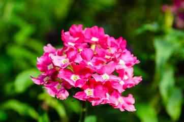 Obraz na płótnie Canvas Pink phlox flower on a flowerbed in garden