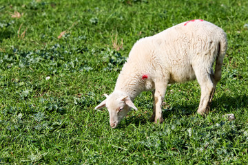 Obraz premium Otlayan koyun kuzu