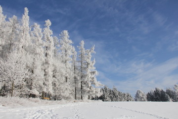 Frozen magic. Winter morning in the Czech Republic. Frozen trees and blue sky, perfect view. 