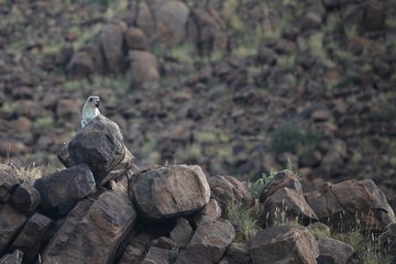 Animals in Karoo National Parks