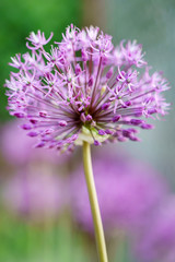 allium flowers closeup