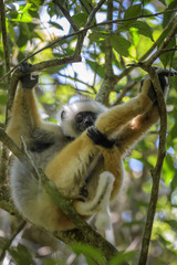 Diademed Sifaka - Propithecus diadema, east coast rain forest, Madagascar: Endangered lemur from Madagascar rain forest. Cute primate. 