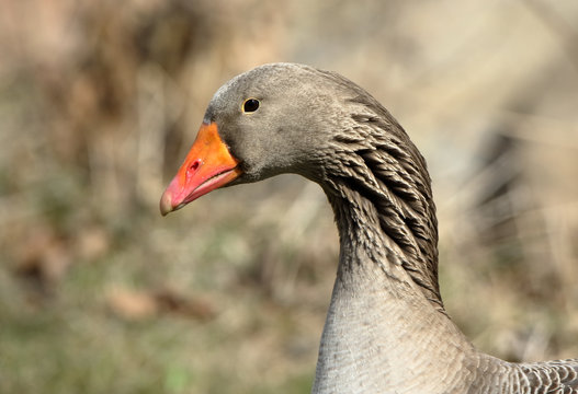Head and neck close-up of a domestic goose with an orange beak