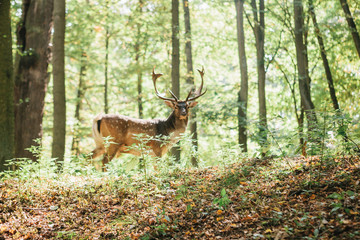 Beautiful deer with branched horns stands on a hill in an autumn forest among trees. Selective focus on grass, deer blurred in the background