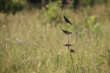 Animals in Pretoria Parks