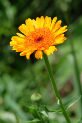 Ringelblume