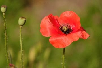 Fototapeta premium Mak kukurydziany