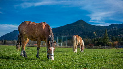 Obraz premium Horse Grazing Pasture