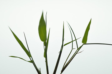 Young leaves and branches of bamboo.