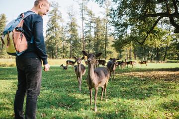 Fototapeta premium A man looks at young deer in a natural habitat. Animals.