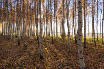 Yellow birches in autumn time.