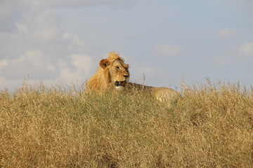 lion lying in tall grass