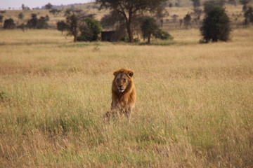 Lion sitting in tall grass Africa