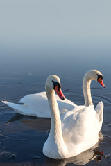 Fototapeta na wymiar Swans in icy water.