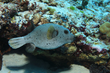Blackspotted pufferfish