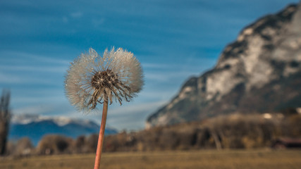 Grass flower blowing in the wind