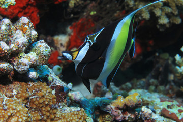 Fototapeta na wymiar Moorish idol fish