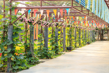 Empty pedestrian walkway with steel pole and pumpkin vine in the garden.