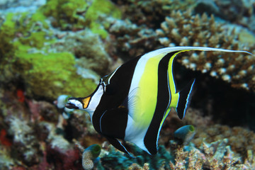 Fototapeta na wymiar Moorish idol fish