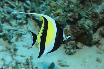 Moorish idol fish