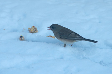 A bird in the snow finds a tasty treat on a cold winter day in Missouri.