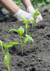 gardener's hands planting a pepper seedling in the vegetable garden,selective focus on 

foreground,vertical composition