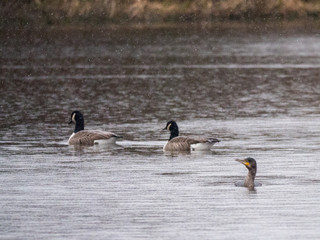 Cormorant in the rain